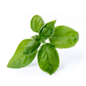 Lingot Sweet Basil - Organic