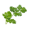 Lingot Italian Parsley - Organic