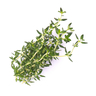 Lingot Thyme - Organic