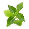 Lingot Thai Basil - Organic