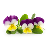 Lingot Pansy - Organic