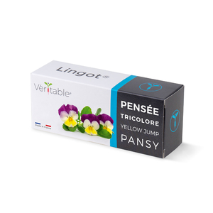 Lingot Pansy - Organic